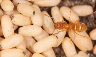 Ants with eggs on the ground.