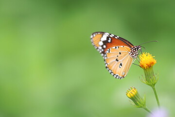 Fototapeta na wymiar Butterfly on flower with macro zoom up