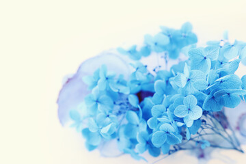 Creative image of blue Hydrangea flowers on artistic ink background. Top view with copy space