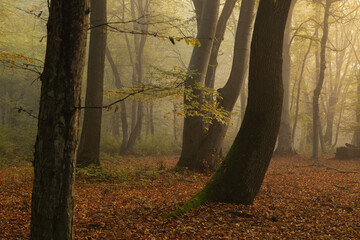 Autumn landscape of the foggy forest