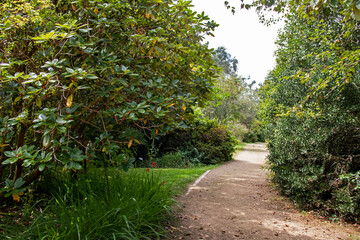 Chemin bordé d'arbres