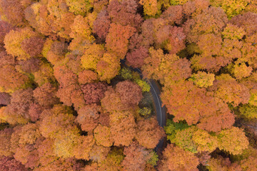 Aerial view of the mountain road in a beautiful pine and deciduous forest