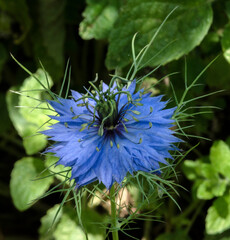 Nigelle de Damas à Mane, Alpes-de-Haute-Provence, France