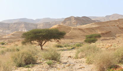 Large green tree and other vegetation in the Judean Desert
