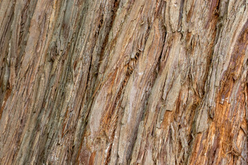 Ecorce d'arbre en gros plan