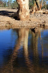 reflection of trees in the water