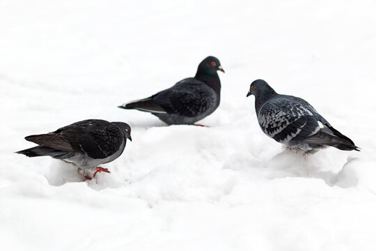 Hungry pigeons doves in the snow looking for food. The concept of feeding birds