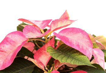 Pink poinsettia, Euphorbia pulcherrima or Easter flower