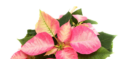 Pink poinsettia, Euphorbia pulcherrima or Easter flower, natural floral macro background
