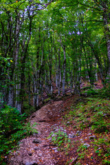 Fototapeta premium A path is in the green forest