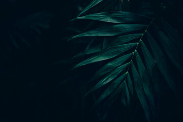 Dark green leaves background. Minimal neutral aesthetic. Tropical plant art texture. Botanical...