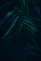 Dark green leaves background. Minimal neutral aesthetic. Tropical plant art texture. Botanical tropic garden creative pattern.