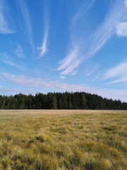 View of the swamp, where tall grass and trees grow against the background of the sky with beautiful clouds.