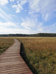 A winding wooden deck over a swamp with yellowed grass, going to the forest, against a beautiful sky with clouds.