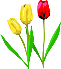 Tulip Flower Plant Vector