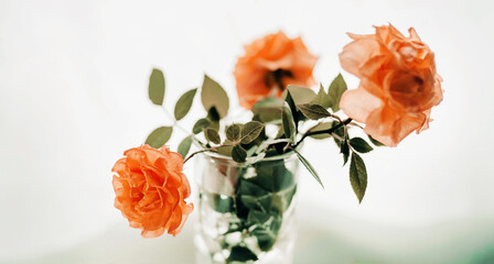 Three beautiful orange roses with green leaves are standing in a transparent vase with water, illuminated by light. A bouquet of flowers. A nice gift. March 8th.