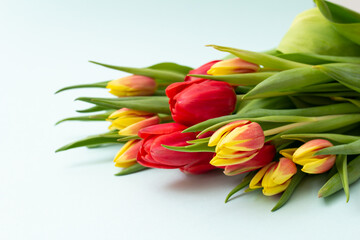Obraz premium bouquet of red and yellow tulip on blue background
