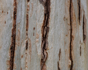 Closeup detail of eucalyptus bark with soft pastel color and beautiful texture