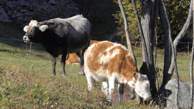 young calf grazing is scratching its back on the tree animatedly