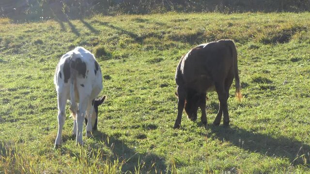 two tender calves eat and play on the grazing meadow