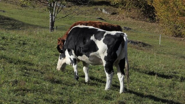 adult cow grazing in the mountains eats grass from green meadow