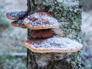 Tinder fungus on a tree trunk in the forest, covered with the first snow