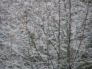 Branches of bushes in the forest covered with the first snow