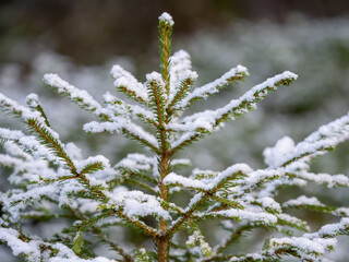 Small young spruce covered with the first snow in autumn