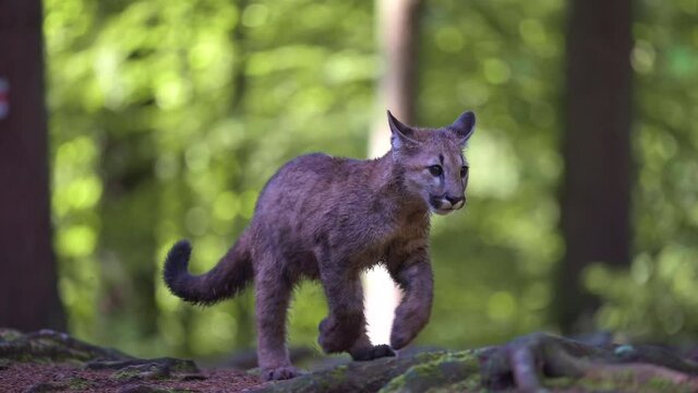 The young cougar (Puma concolor) beautiful and dangerous walking through the woods among the rocks in the North American forest in the morning at sunrise. Slow motion.