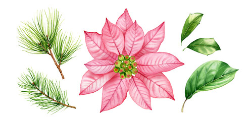 Aquarel kerst bloemencollectie. Roze poinsettiabloem, pijnboomtakken, hulstbladeren. Abstracte transparante bloem. Handgeschilderde illustratie voor wintervakantieseizoen, wenskaarten, banners