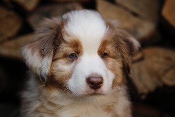 Portrait of charming Australian Shepherd puppy against background of chopped logs in village. Aussie red merle little and cute. Thoroughbred young dog.