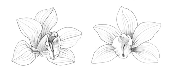 Vanilla orchid pencil sketch. Set of isolated flowers. Botanical hand drawn scientific illustration of exotic plant. Collection of realistic drawings in black and white © Katerina Kolberg