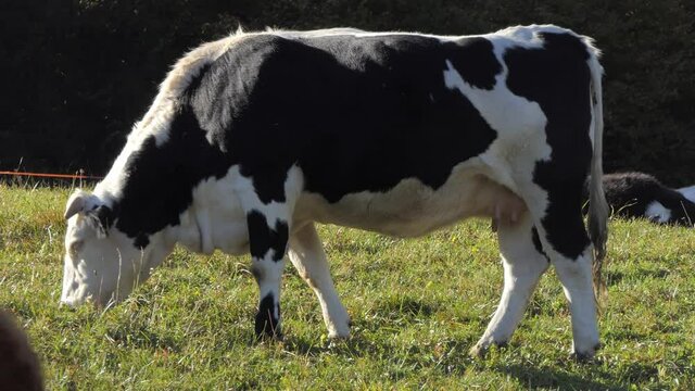 adult cow is grazing peacefully in the mountains