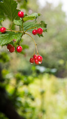 Obraz premium Bunches of red and rowan berries with water drops from the rain, close-up, copy space, template, postcard