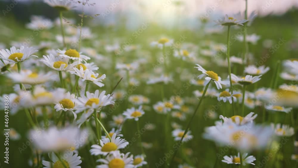 Poster daisy flowers swaying on the wind. camera moves between white and yellow daisies in the rays of the 