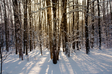 Snow-covered winter frosty birch forest with backdrop sunlight