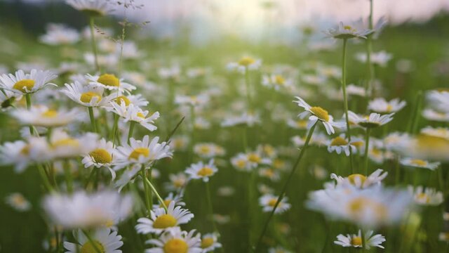 Daisy flowers swaying on the wind. Camera moves between white and yellow daisies in the rays of the setting sun. Nature, flowers, spring, biology, fauna, environment, ecosystem. Slow motion gimbal