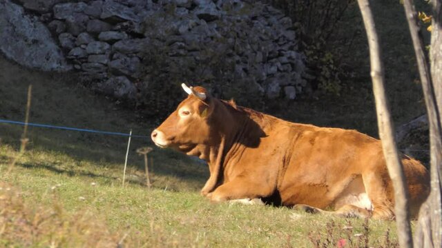 cow is resting lying on the meadow in the sunset lights