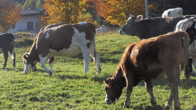 herd of cows grazing in the mountains on green meadows and feeding on grass