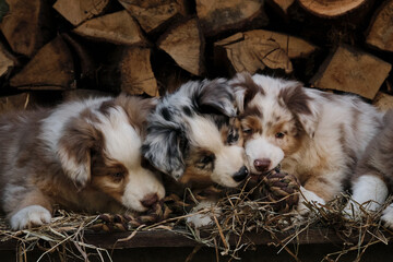 Naklejka na ściany i meble Litter of Australian Shepherd puppies. To raise dogs in village in fresh air. Hay and logs in background. Three aussie puppies red and blue merle and best friends and littermates.