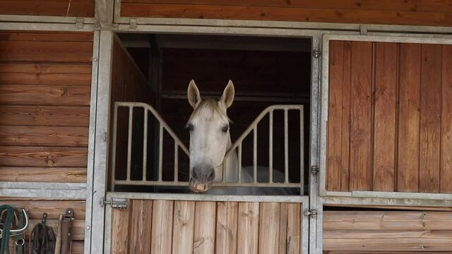 front view of a horse eating in its stall and sticking its head out of the door, looking at the camera.