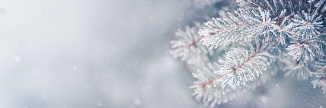 Fir-tree Branch Covered with Frost. Christmas Card with Winter Background.