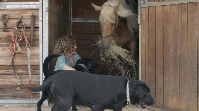 young woman with blonde and curly hair feeding a horse in her stable and petting it with her two dogs