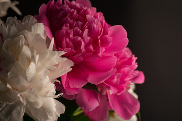 Beautiful bouquet of pink and white Peonies against a black background. Floral spring seasonal wallpaper. Macro photography softfocused peony.
