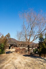 Big trees and blue skies. Korean tile-roofed houses.