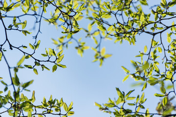 Spring natural frame of selective focus young green foliage of a tree against blue sky with empty space.
