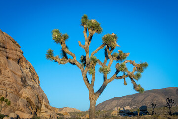 Joshua Tree Desert Mountains