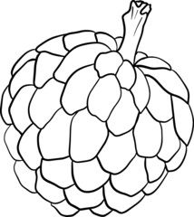 Vector hand drawn set of cherimoya. Sugar apple illustration. Delicious tropical vegetarian objects. Use for restaurant, menu, smoothie bowl, market, store, party decoration, meal.