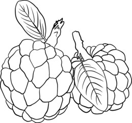 Vector hand drawn set of cherimoya. Sugar apple illustration. Delicious tropical vegetarian objects. Use for restaurant, menu, smoothie bowl, market, store, party decoration, meal.