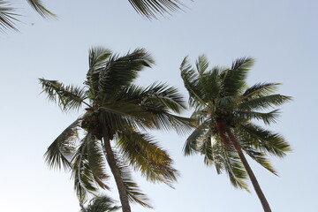 palm trees in the clear hazy blue sky 